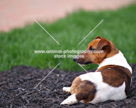 Jack Russell Terrier laying down and looking ahead