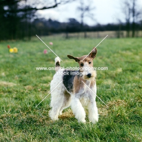 wire fox terrier with ears flying