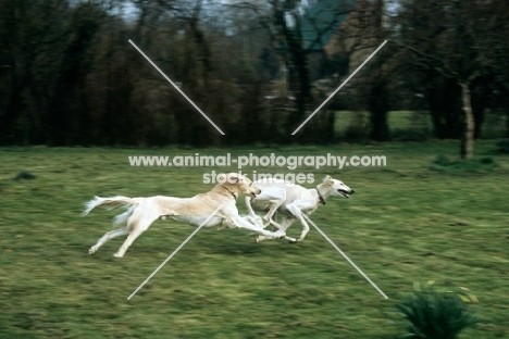 two salukis from burydown  galloping together