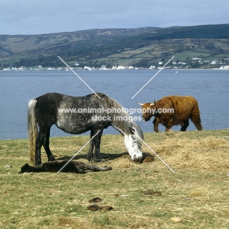 Maggie Eriskay Pony with young foal sleeping and Highland Cattle