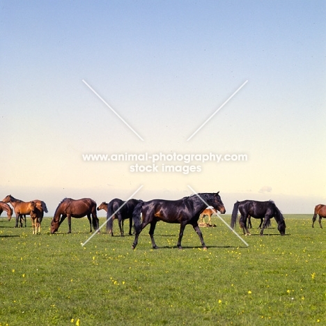 Arbich, Kabardine stallion with his taboon of mares and foals in Caucasus mountains