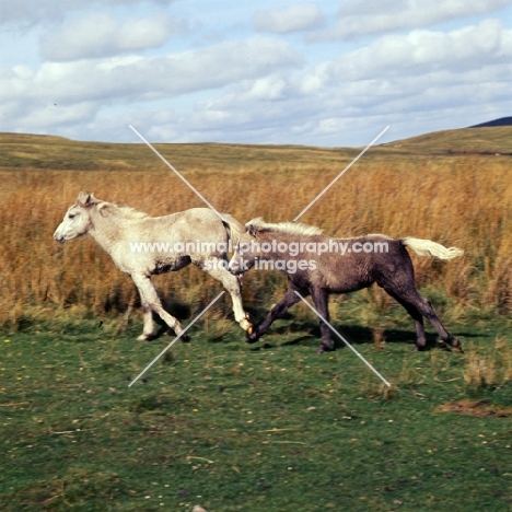 welsh mountain pony foals cantering together on the brecon beacons