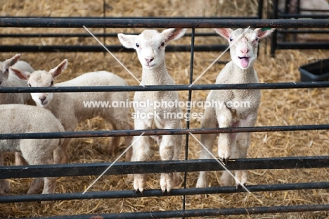 Lambs standing on a fence in a pen waiting to be fed