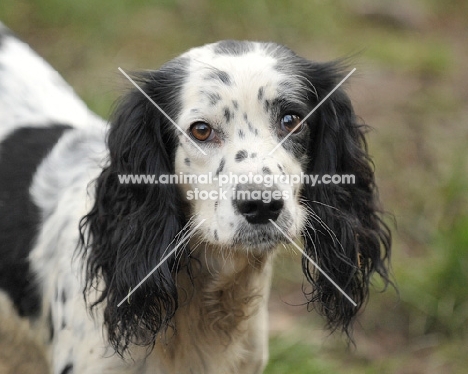 working type Cocker Spaniel