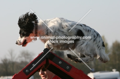 English Cocker Spaniel at trial