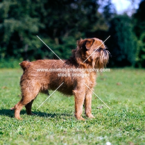 griffon bruxellois dog