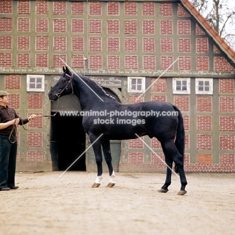 mamorie 11, german thoroughbred, north german farmhouse