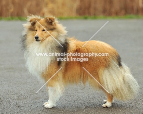 Shetland Sheepdog, side view