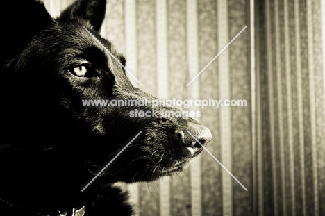 black Shepherd profile