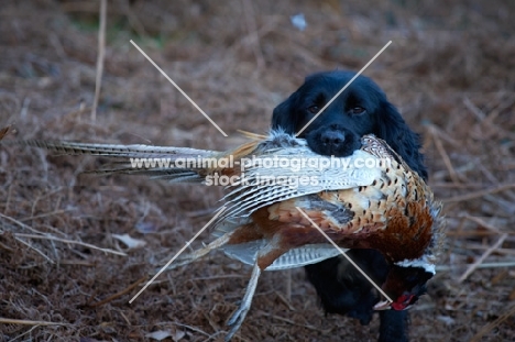 black English Springer Spaniel with pheasant