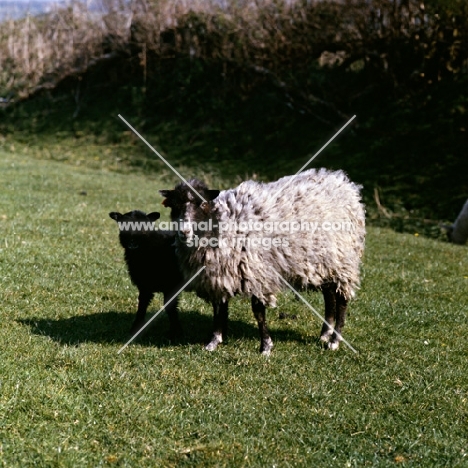 north ronaldsay ewe and lamb