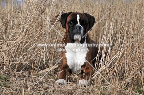 Boxer in high grass