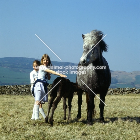 Maggie, Eriskay Pony mare with foal suckling and children