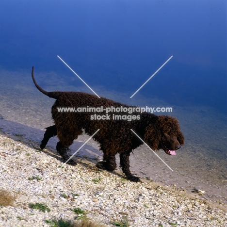 sh ch kellybrook joxer daly,  irish water spaniel walking by the water's edge