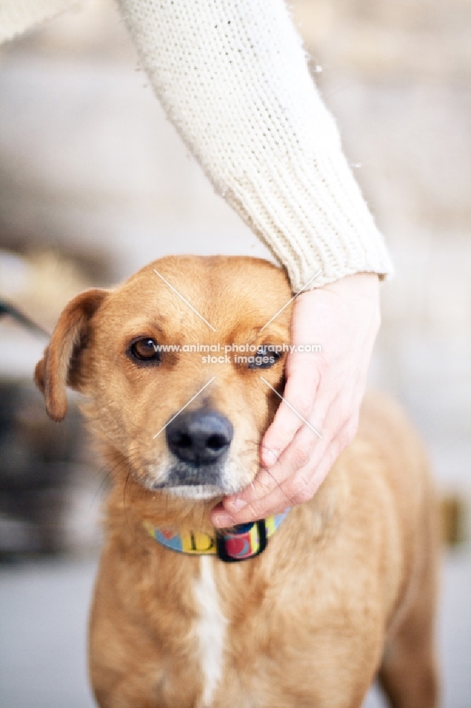 Woman stroking tan dog