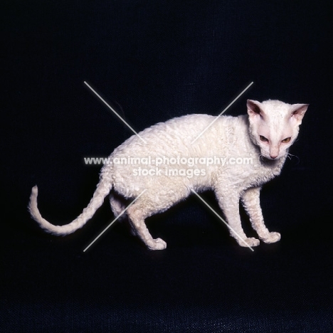 cornish rex cat in studio