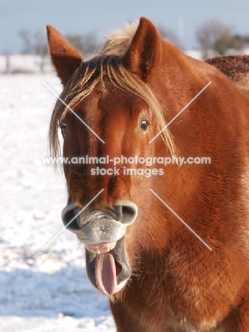 funny Suffolk Punch