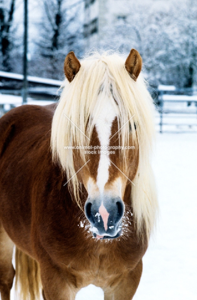 haflinger in winter, portrait