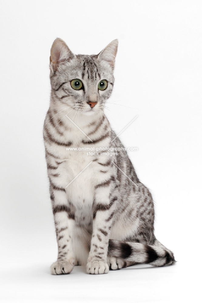 Egyptian Mau, Silver Spotted Tabby, sitting down