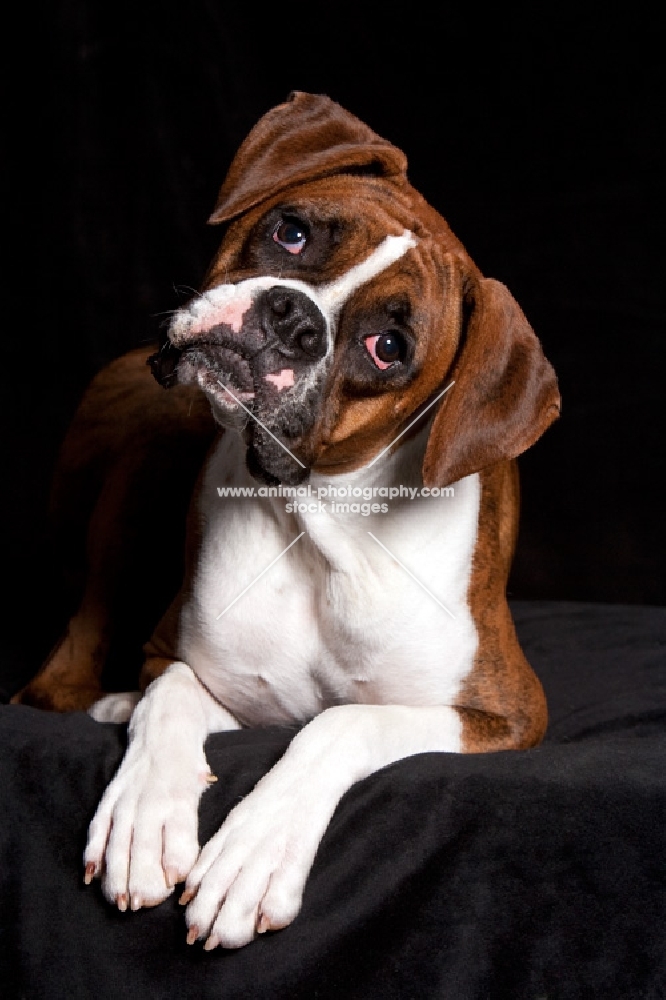 boxer laying down with head tilted