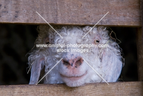 Angora goat behind fence