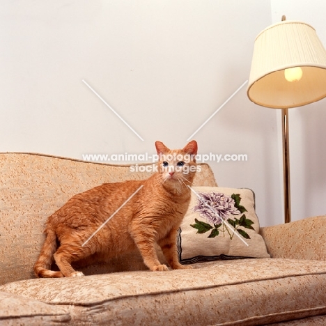 Ojos Azules standing on sofa