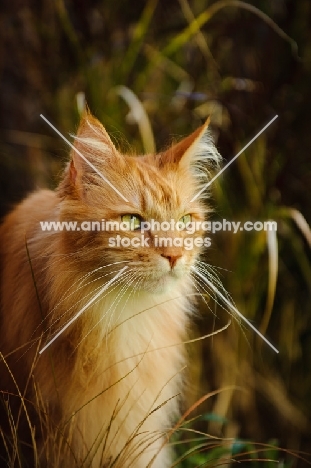 Maine Coon in long grass. 