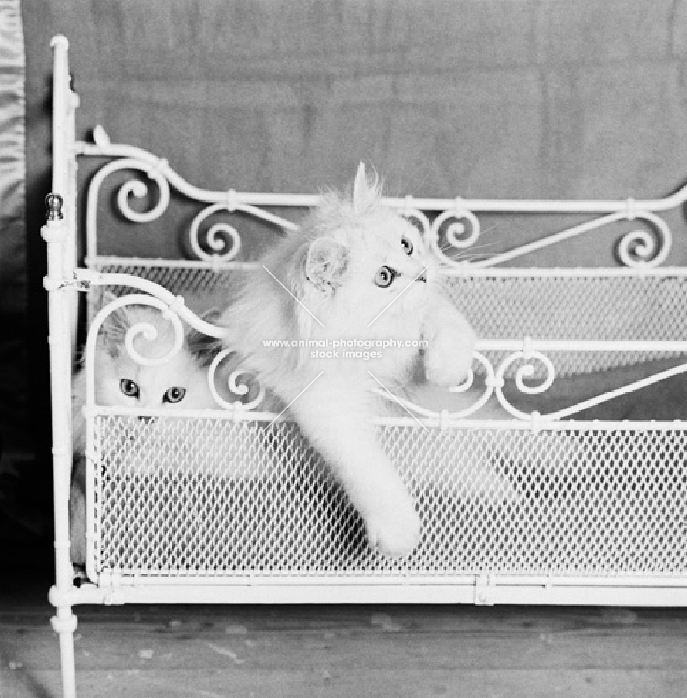 chinchilla cats in a bed