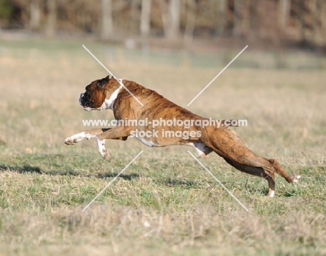 brown boxer dog running on grass