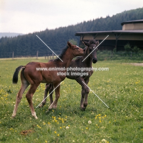 two German Arab foals nuzzling at marbach,