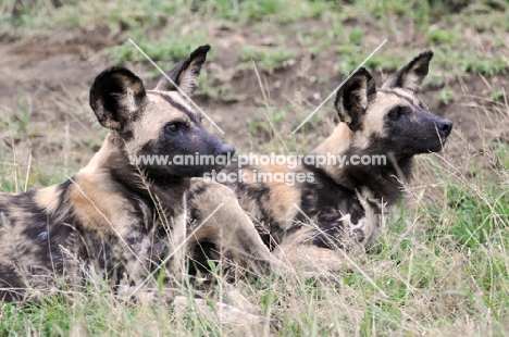 two Wild dogs
