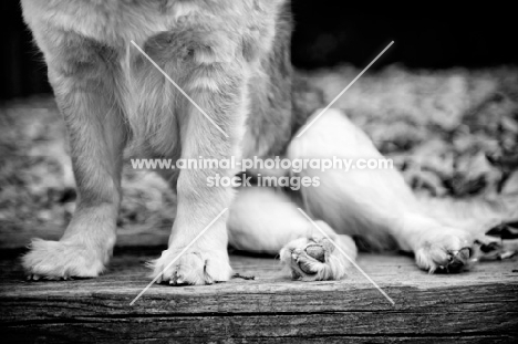 black and white detail of dog paws