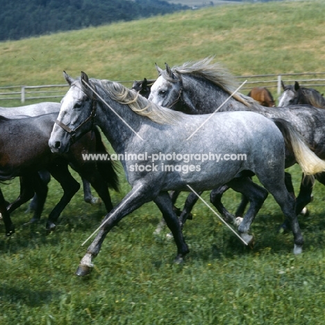 lipizzaner colt extended trot, with group at piber