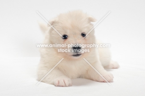 Samoyed puppy