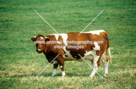 red holstein cow in field in holland