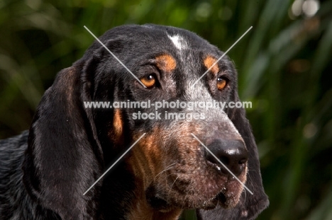 close up of blue tick coonhound