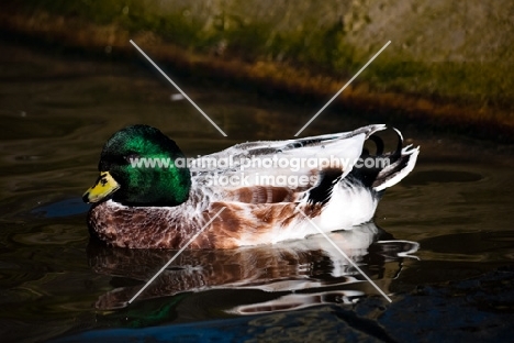 silver drake Call duck swimming