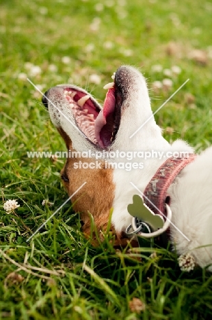 Jack Russel lying on back