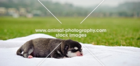 Alaskan Klee Kai resting on blanket