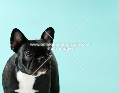 French Bulldog on light blue background