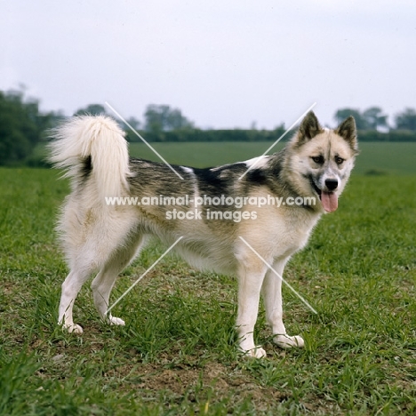 greenland dog, oonalik of kobe
