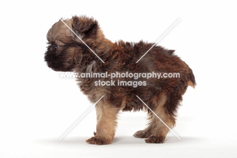 Griffon Bruxellois puppy on white background, side view