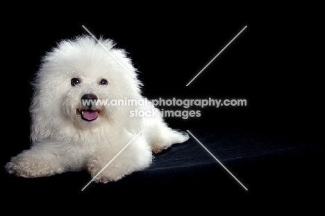 bichon frise lying on black background