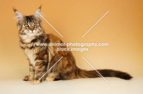 maine coon cat sitting on orange background, tortie tabby coloured