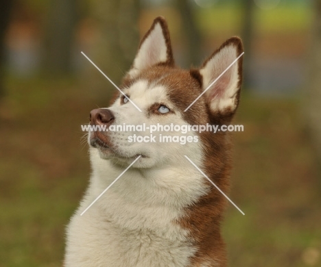 Siberian Husky portrait