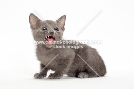 Russian Blue kitten sitting on white background