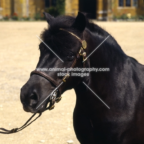 wingerworth rowan, shetland pony stallion