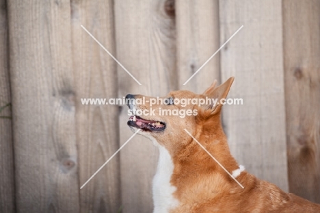 Red Pembroke Corgi in front of wooden fence.