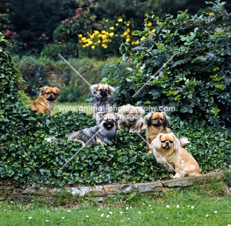 group tibetan spaniels from braeduke sitting in the shrubbery