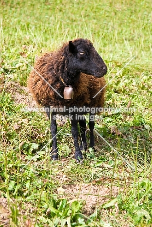 Ouessant (aka Ushant) sheep wearing bell